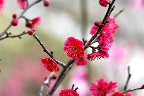 紅梅花